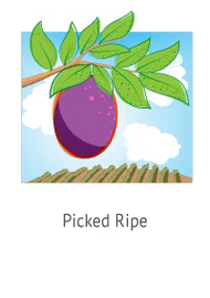 Fruit bliss picked ripe